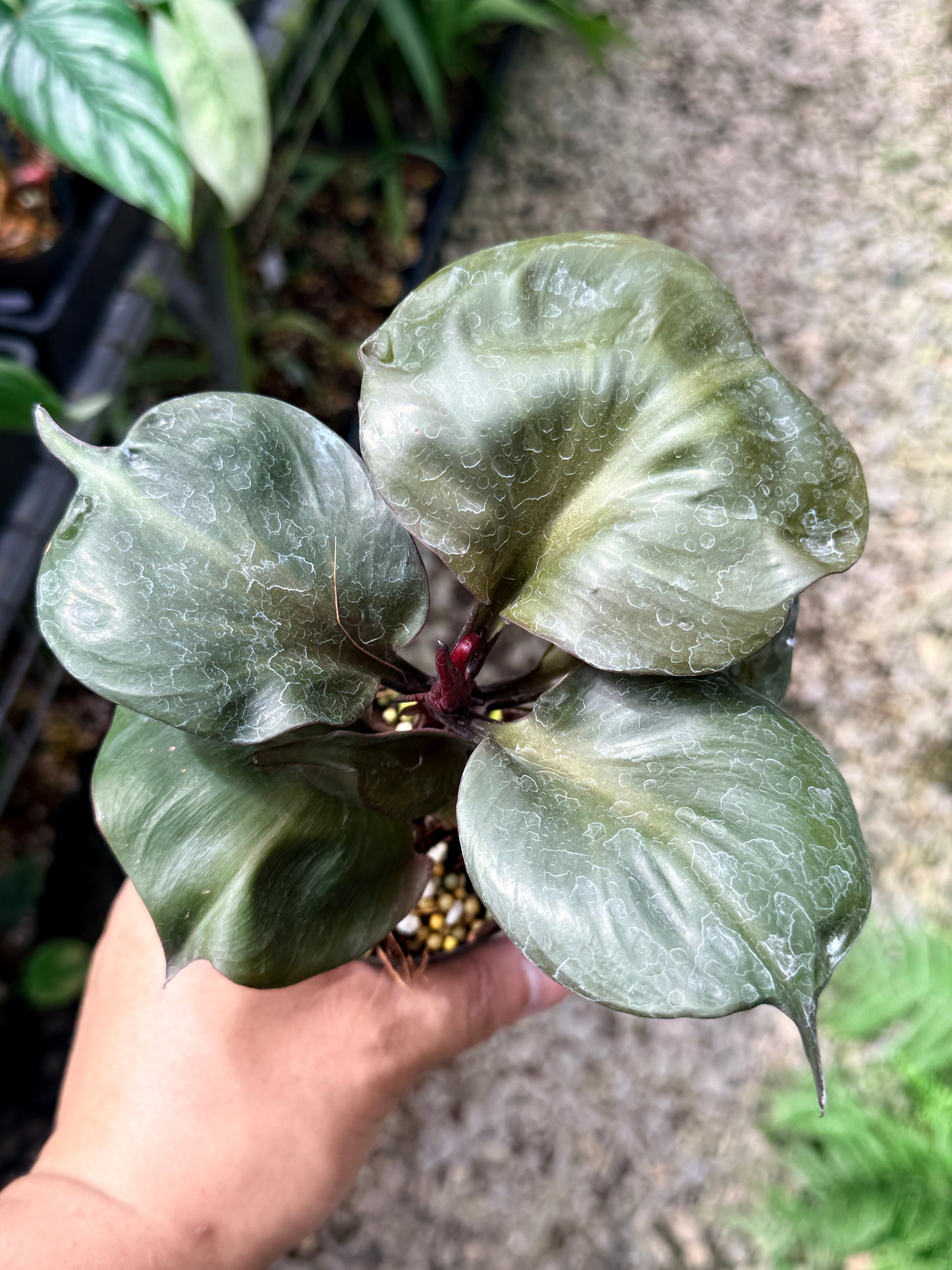 Philodendron 'Red Heart' R6
