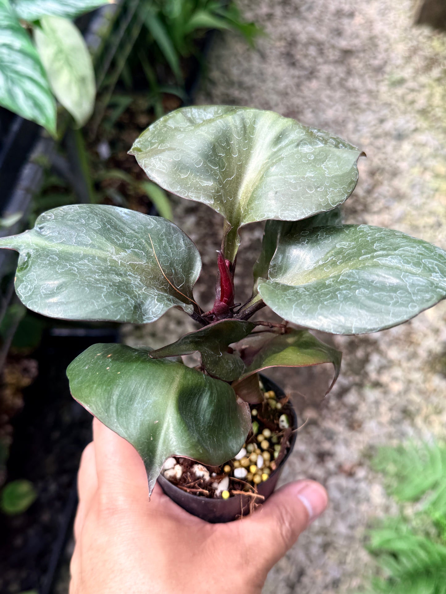 Philodendron 'Red Heart' R6