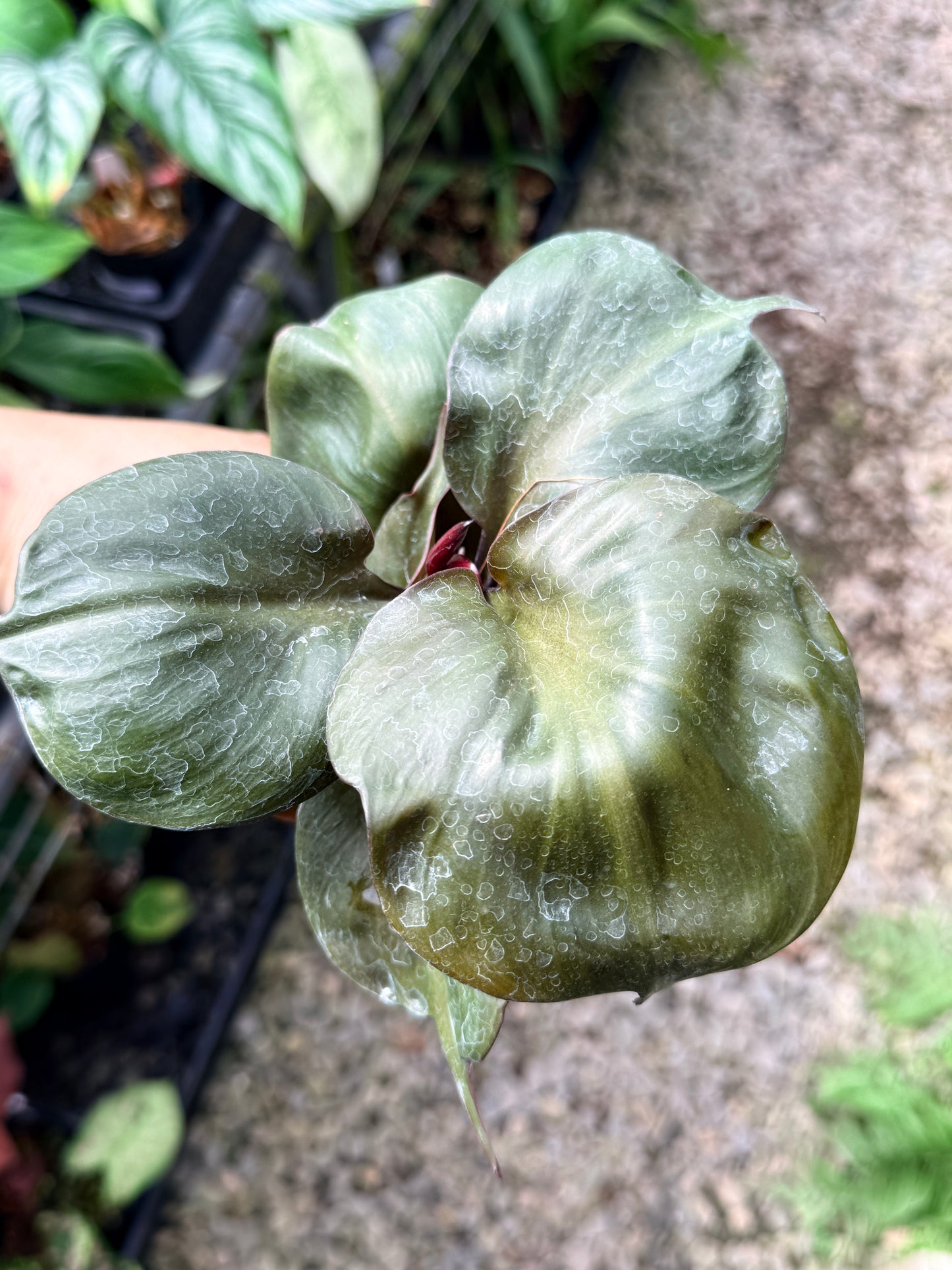 Philodendron 'Red Heart' R6