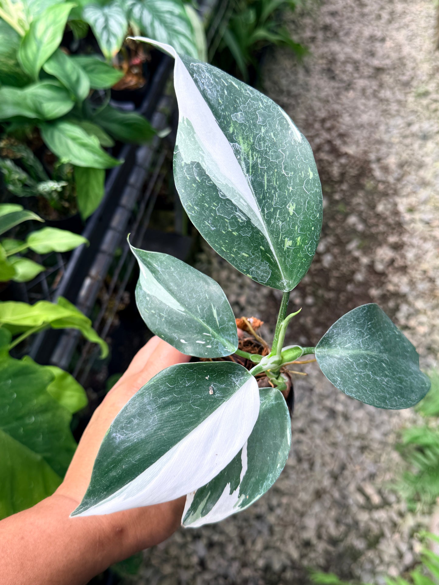 Philodendron 'White Princess' R4