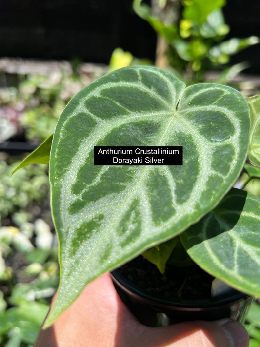 Anthurium crystallinium Dorayaki - The Silver Shine Anthurium C106