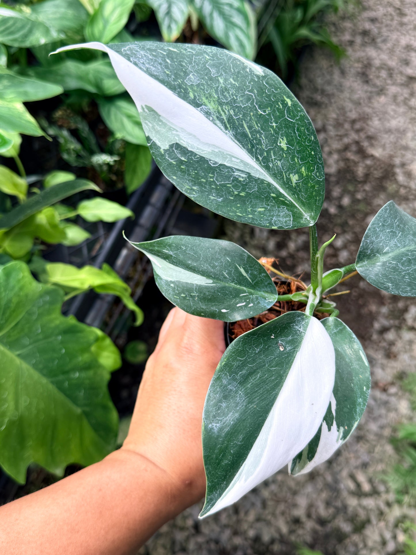 Philodendron 'White Princess' R4