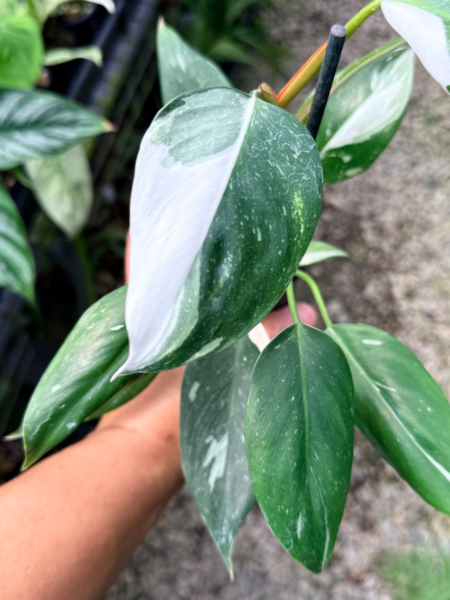 Philodendron 'White Princess' R9