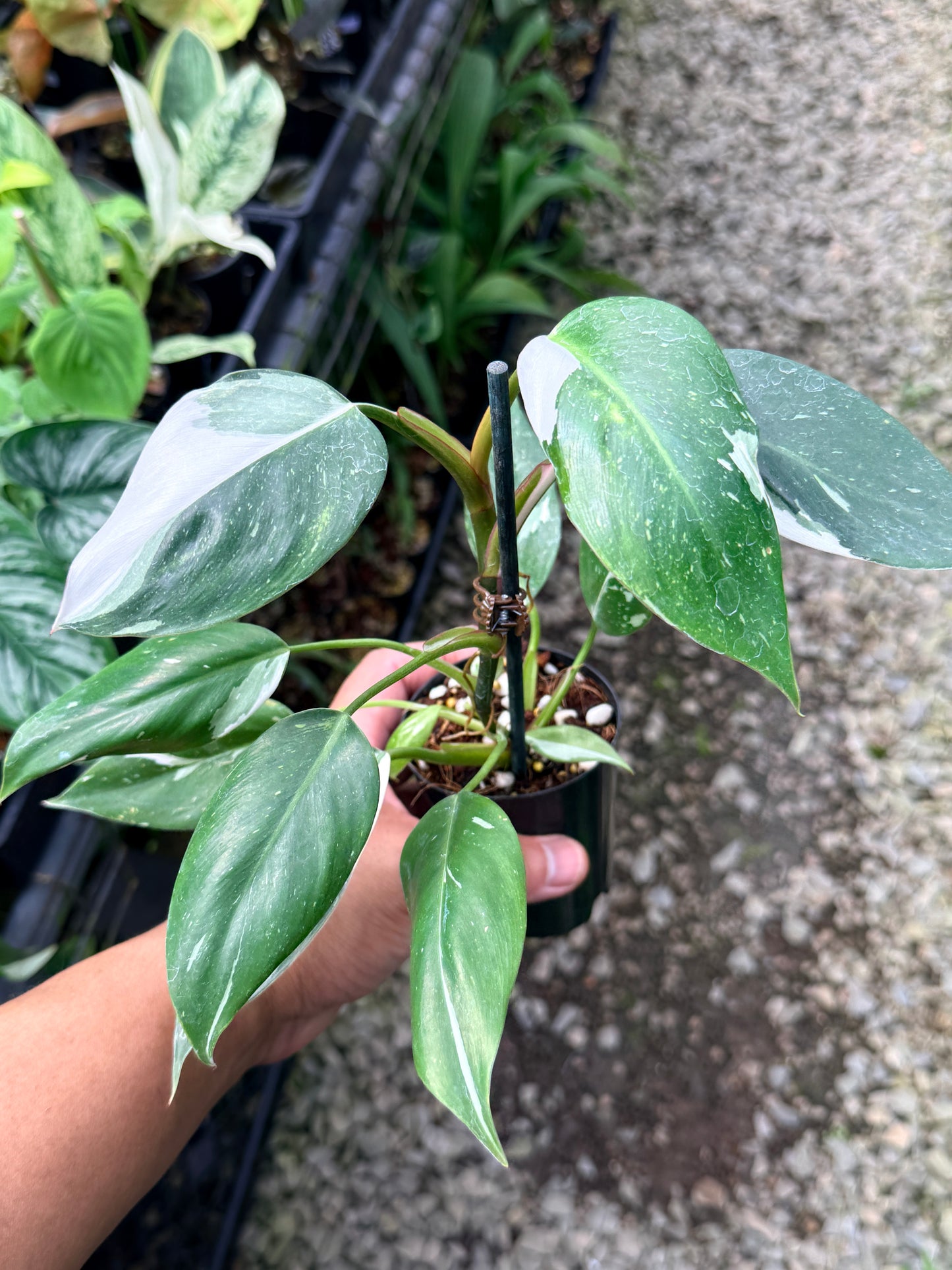 Philodendron 'White Princess' R9