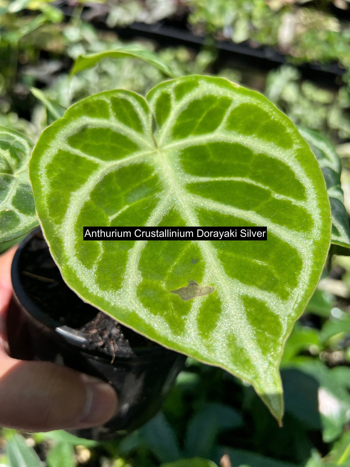 Anthurium crystallinium Dorayaki - The Silver Shine Anthurium C107