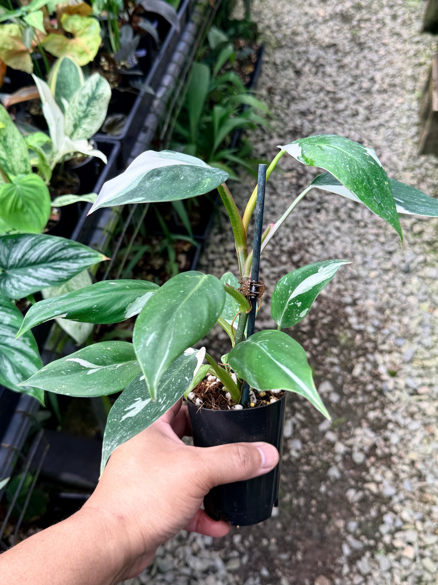 Philodendron 'White Princess' R9