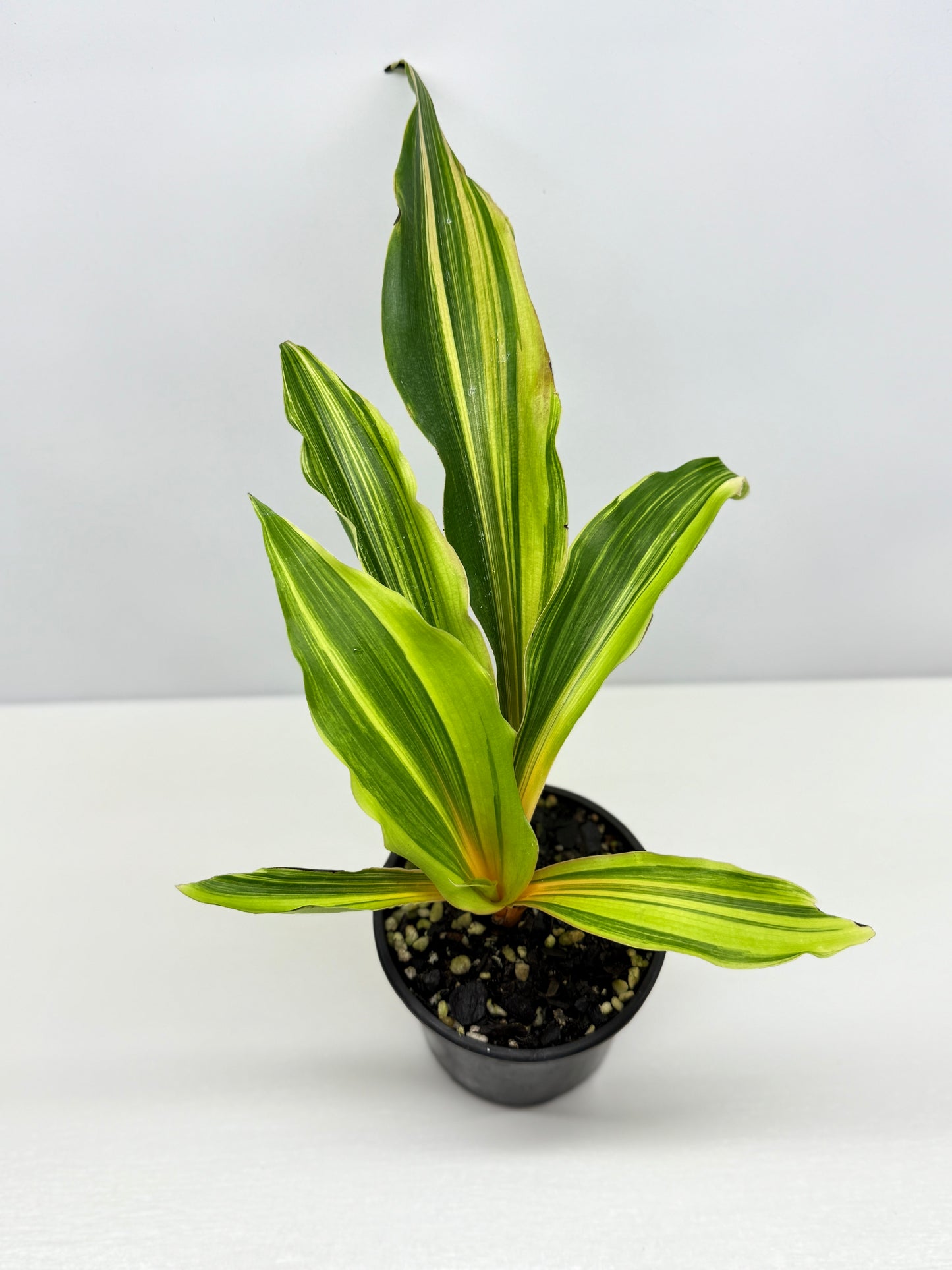 Chlorophytum orchidastrum Variegated Fire Flash G49