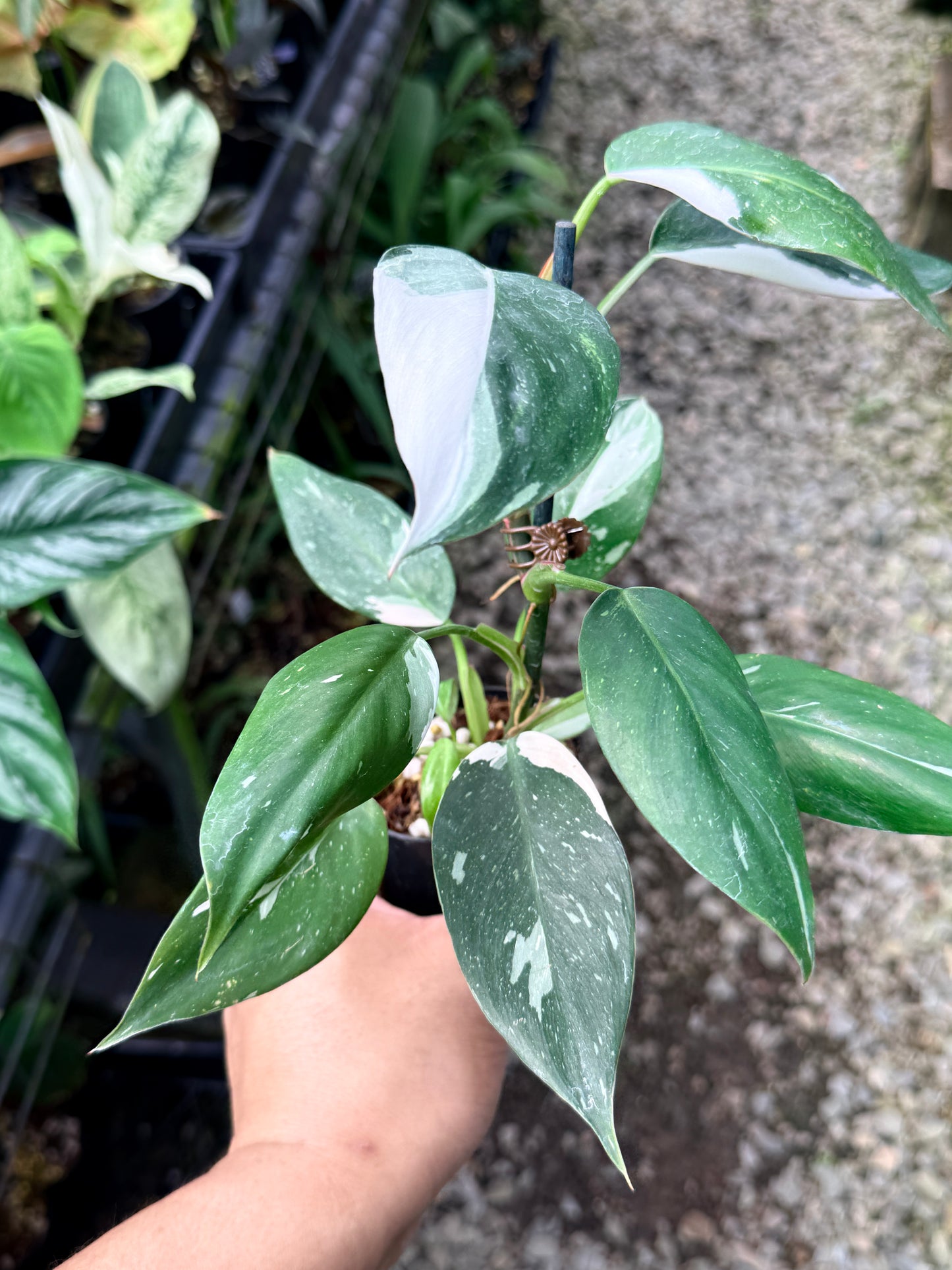 Philodendron 'White Princess' R9