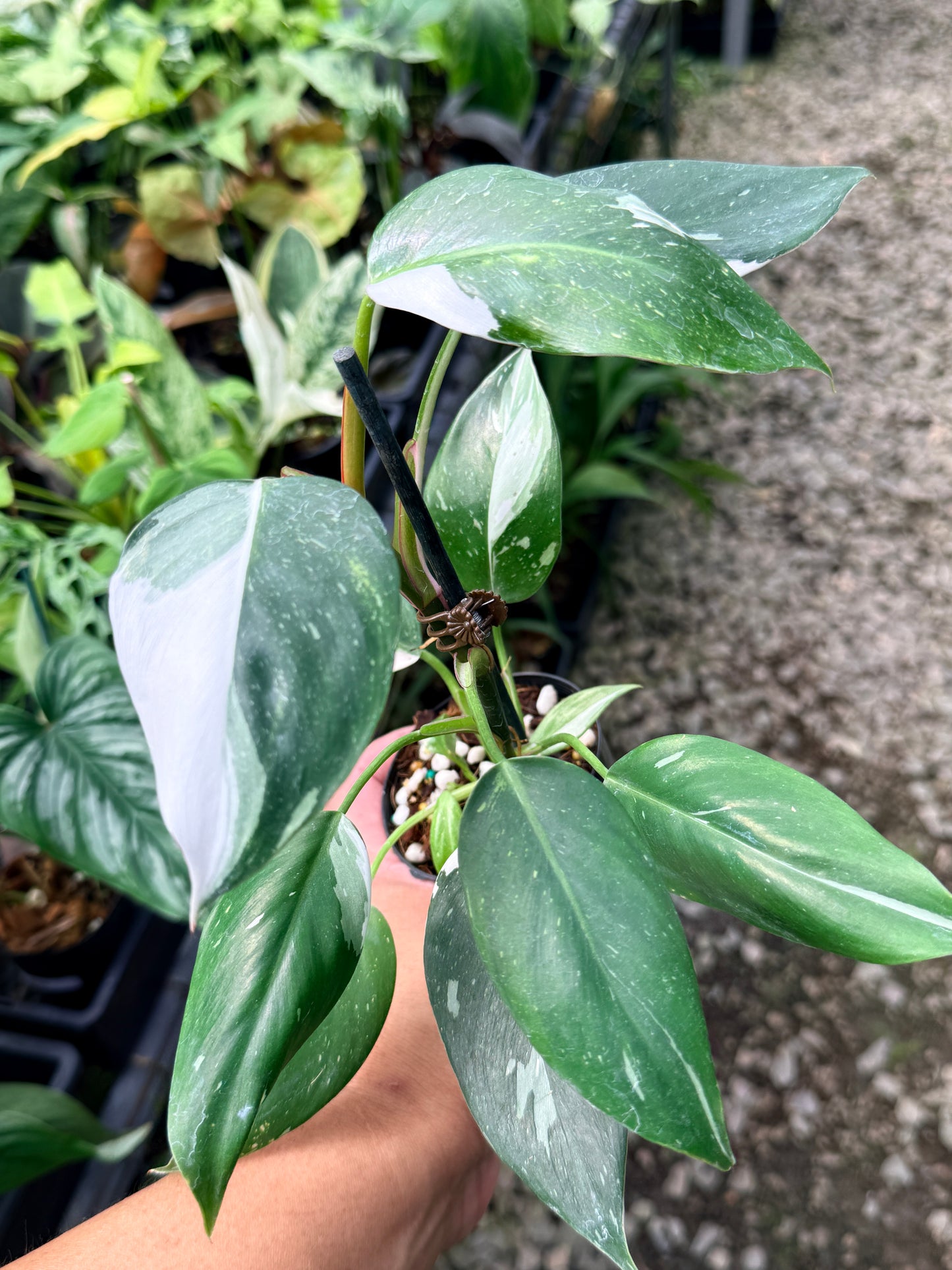 Philodendron 'White Princess' R9