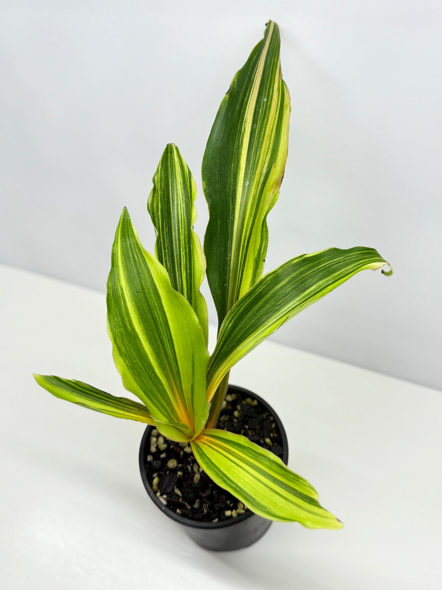 Chlorophytum orchidastrum Variegated Fire Flash G49