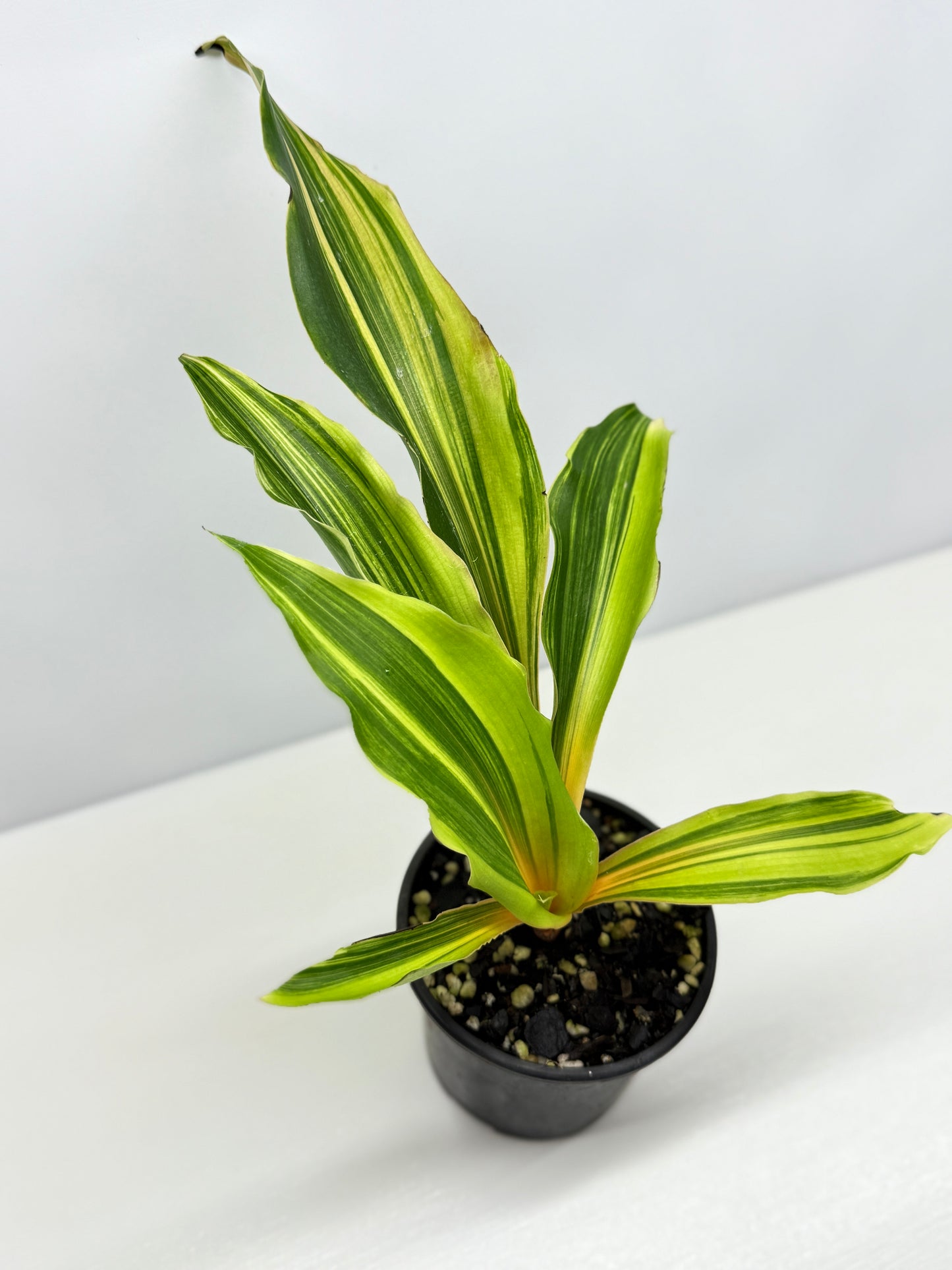 Chlorophytum orchidastrum Variegated Fire Flash G49