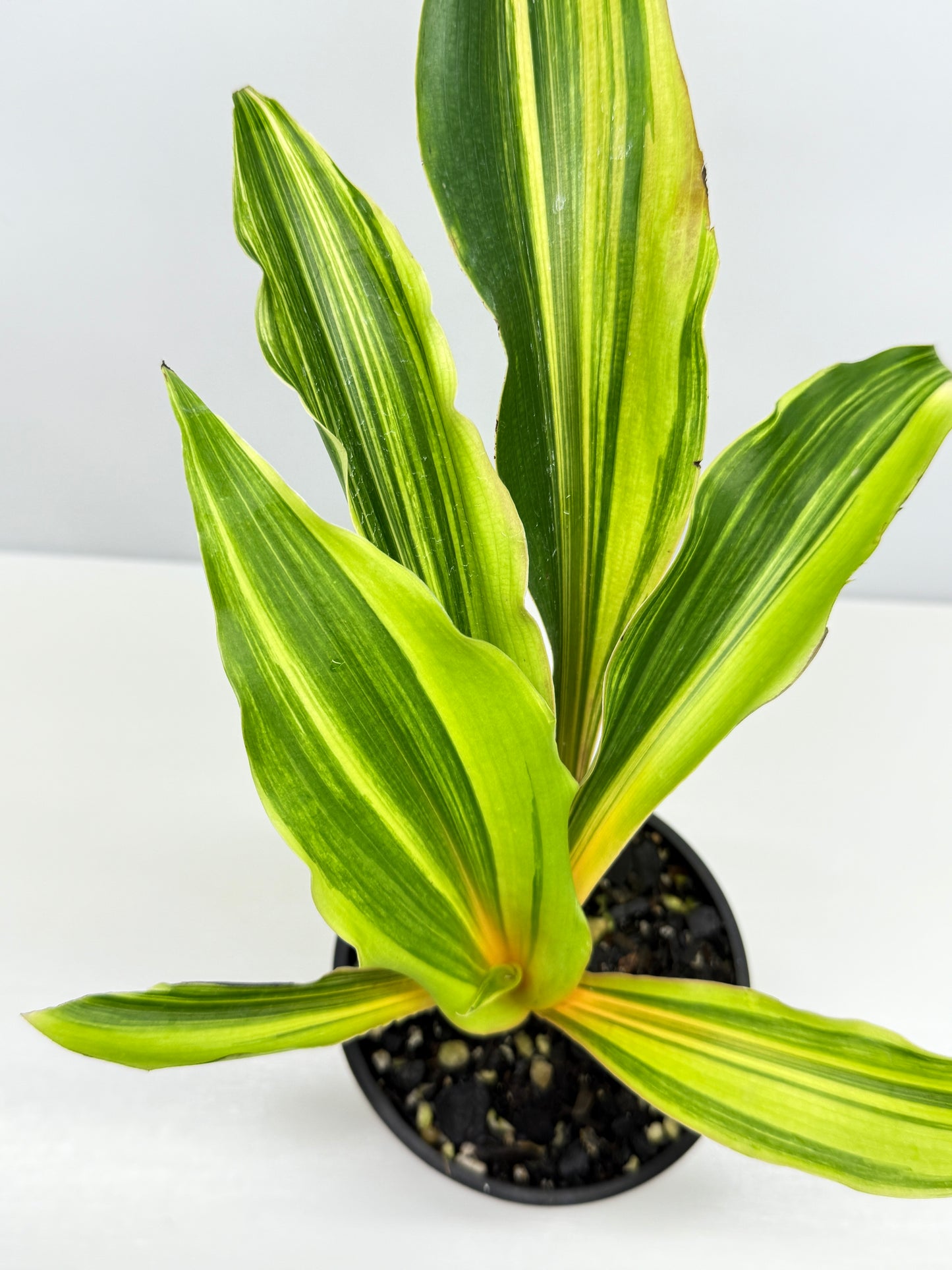 Chlorophytum orchidastrum Variegated Fire Flash G49