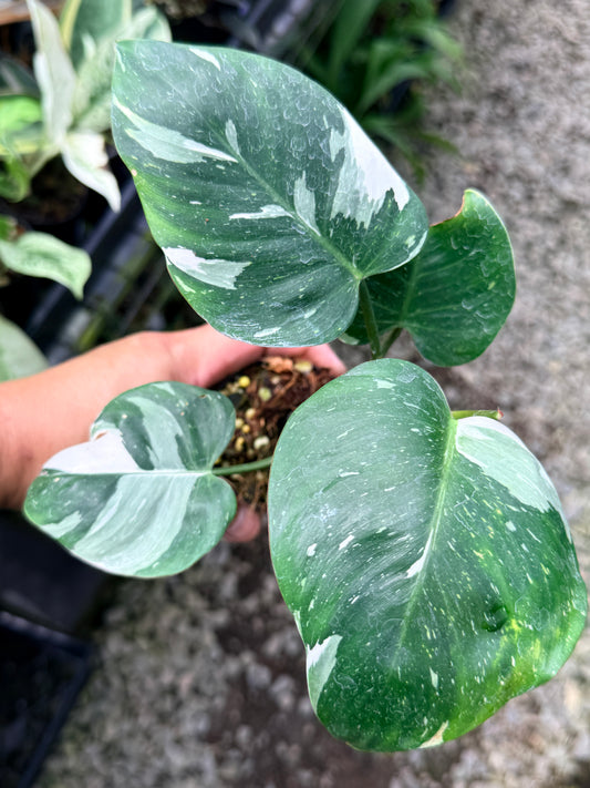 Philodendron 'White Princess' R3