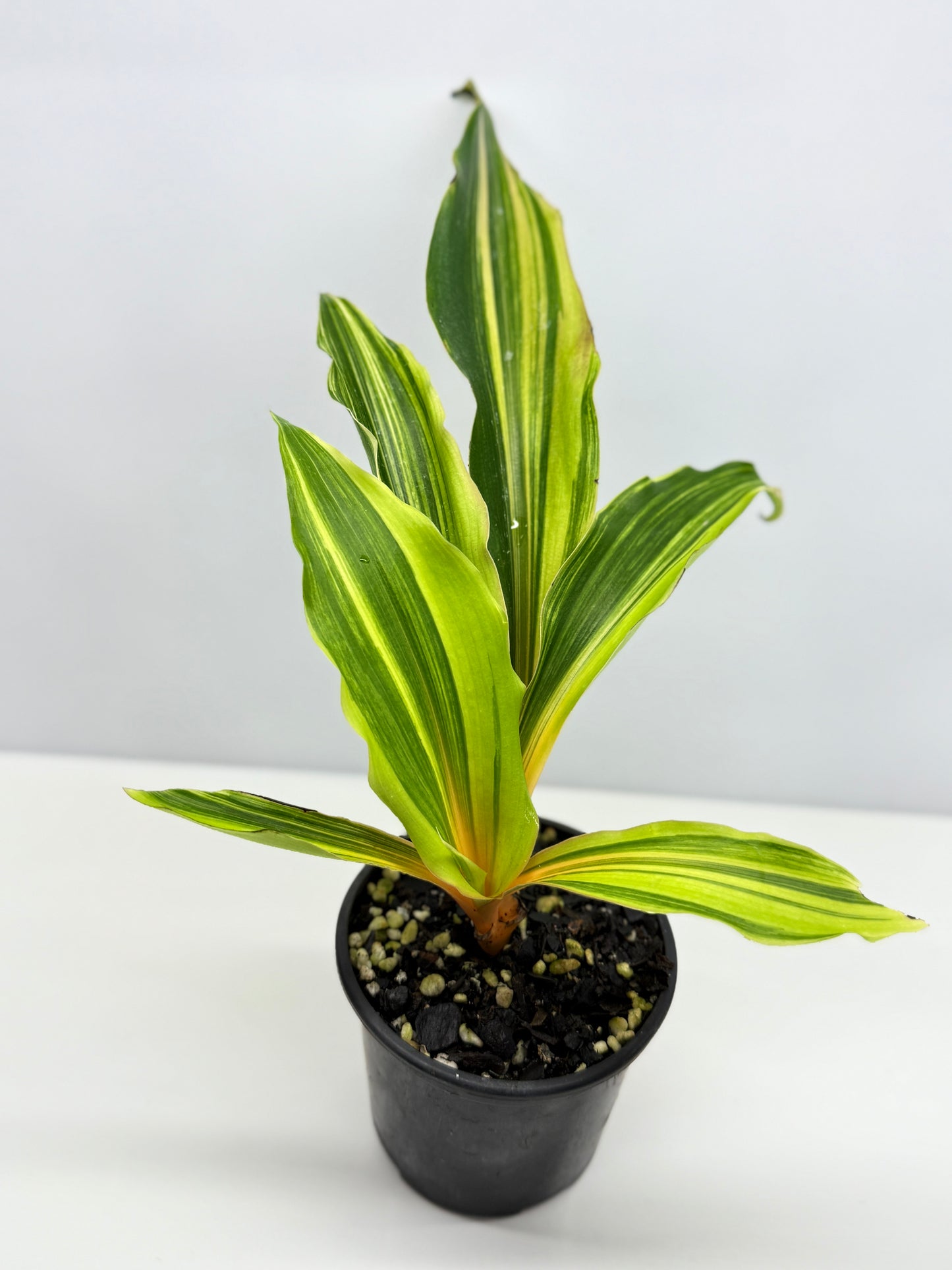 Chlorophytum orchidastrum Variegated Fire Flash G49
