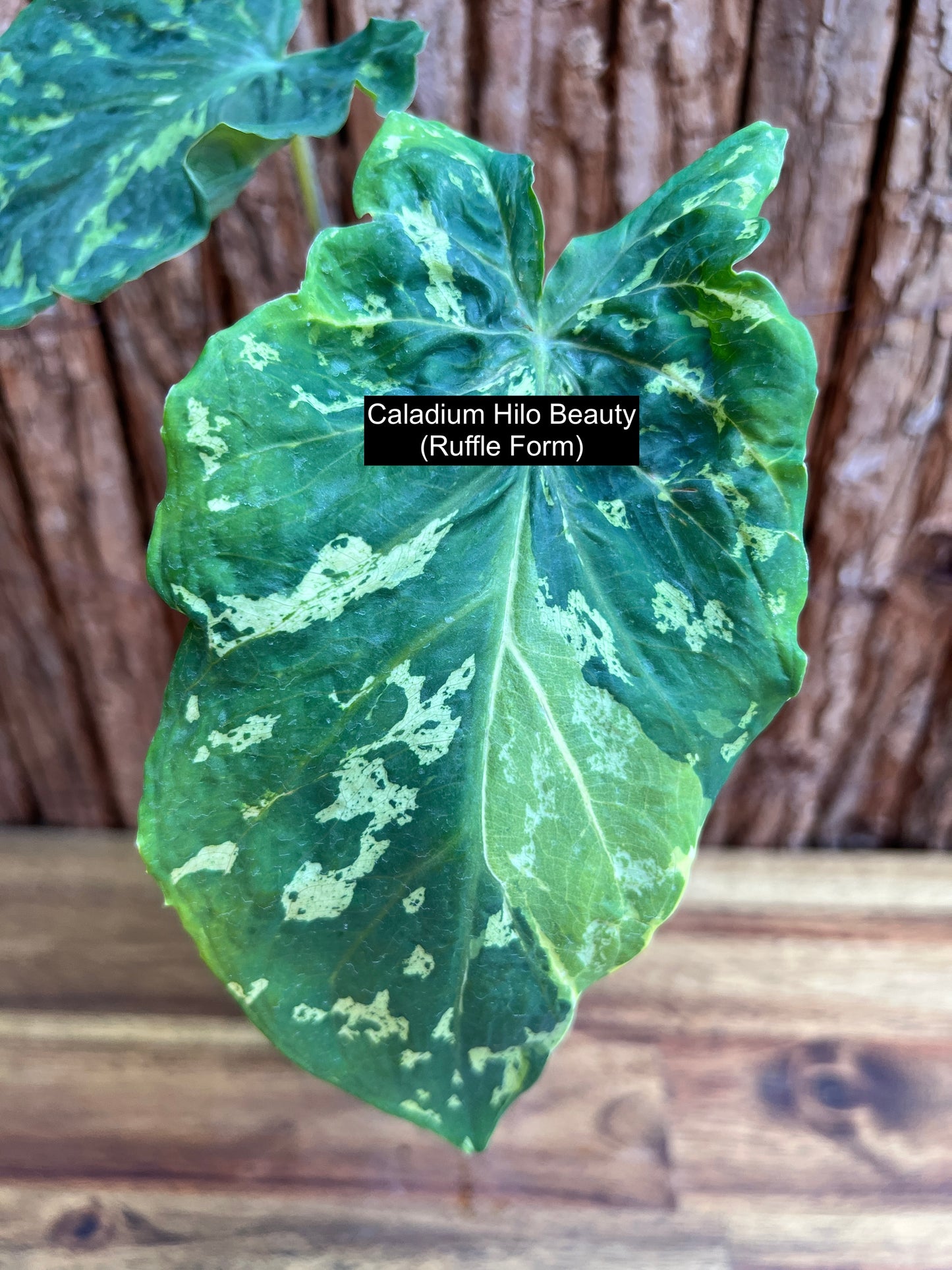 Caladium Hilo Beauty - Ruffle Form C108