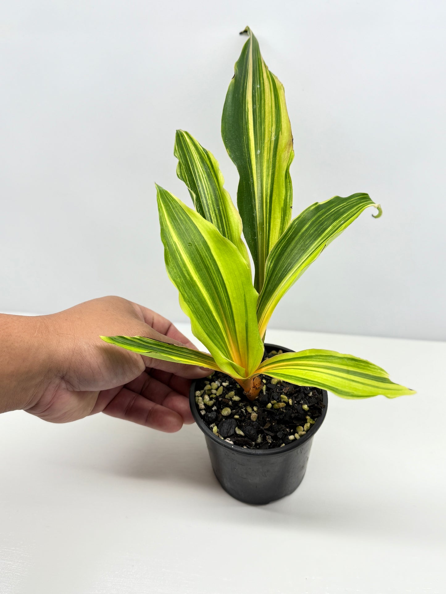 Chlorophytum orchidastrum Variegated Fire Flash G49
