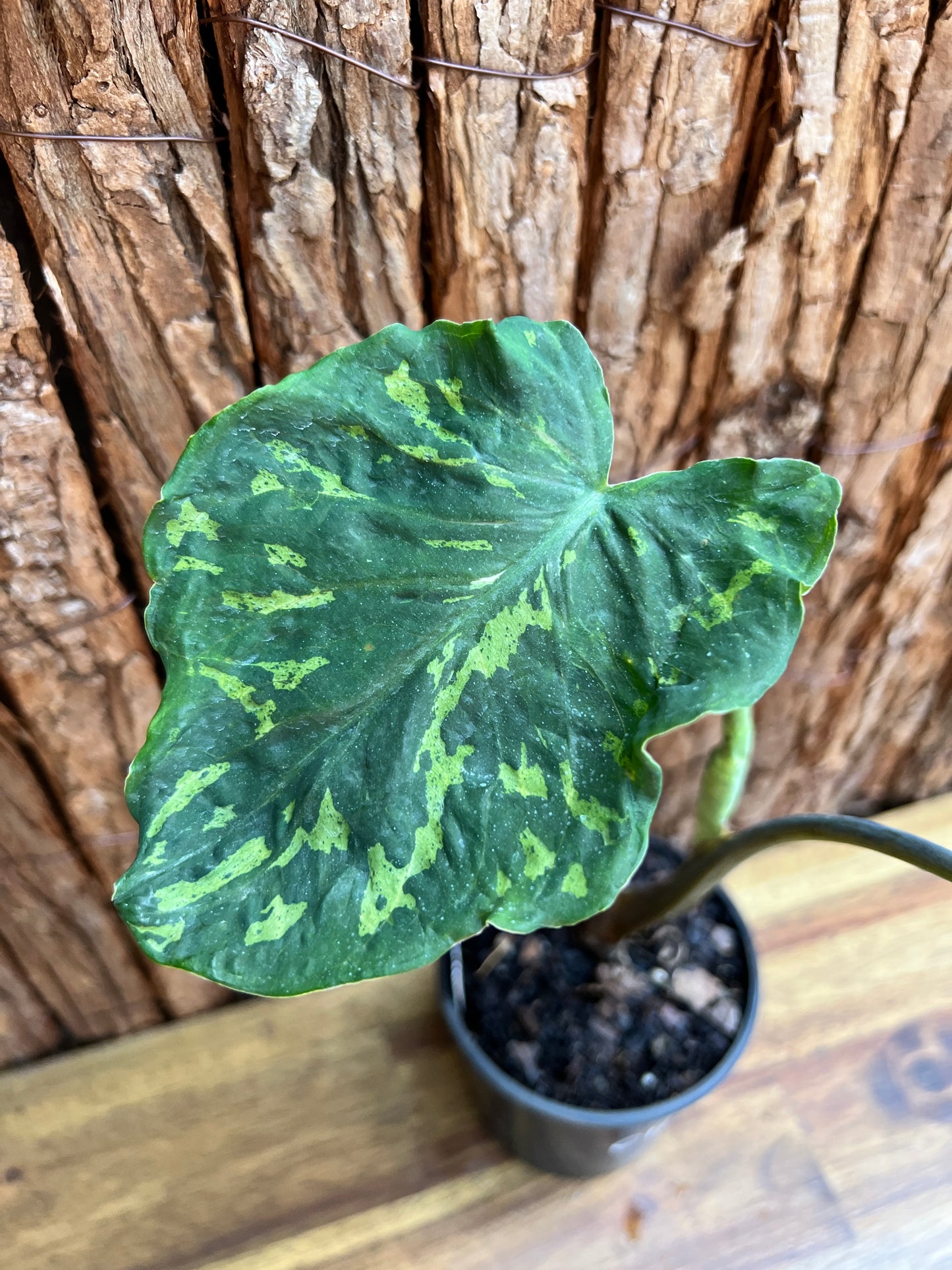 Caladium Hilo Beauty - Ruffle Form C108