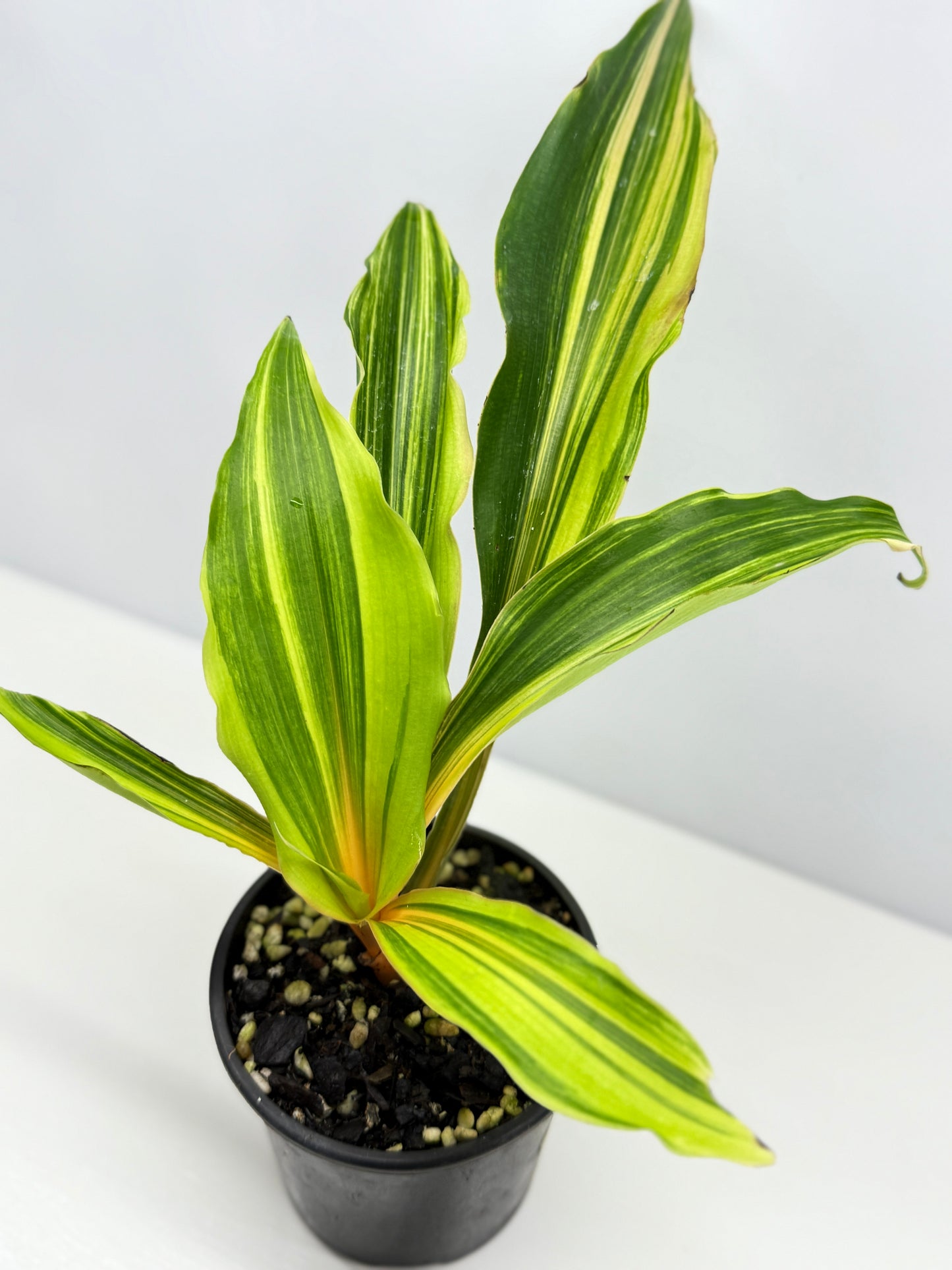 Chlorophytum orchidastrum Variegated Fire Flash G49