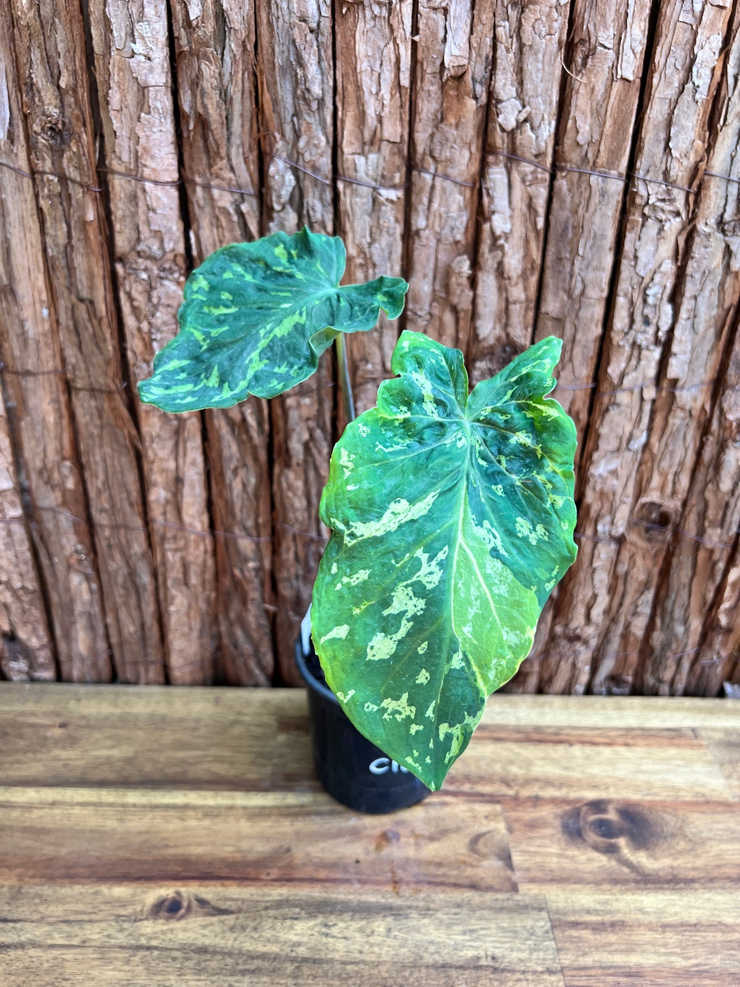 Caladium Hilo Beauty - Ruffle Form C108