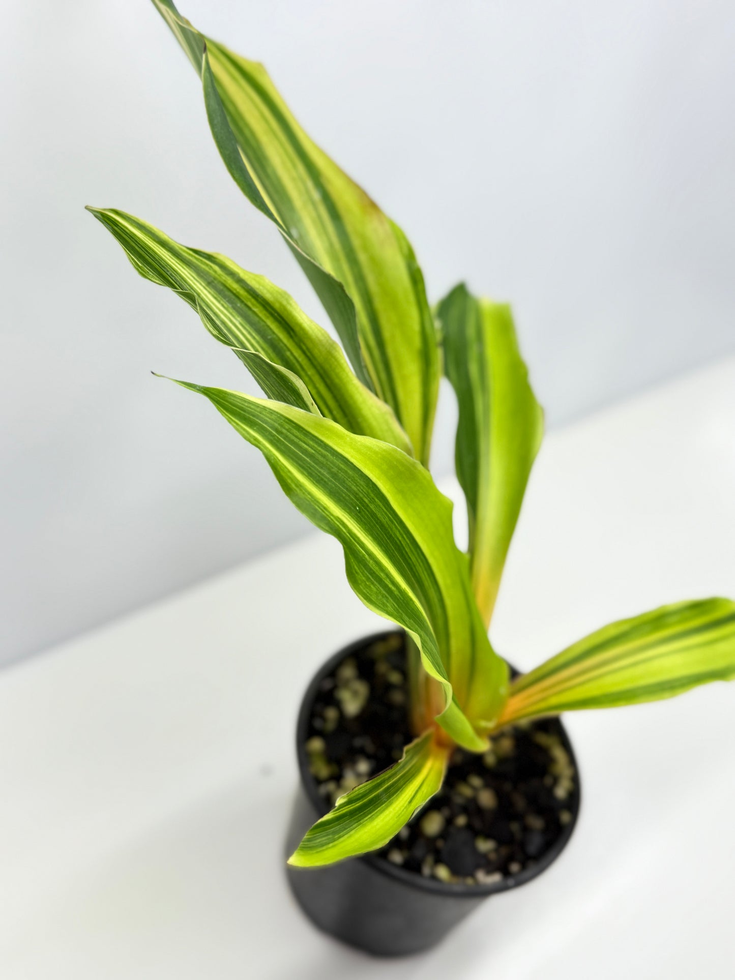 Chlorophytum orchidastrum Variegated Fire Flash G49