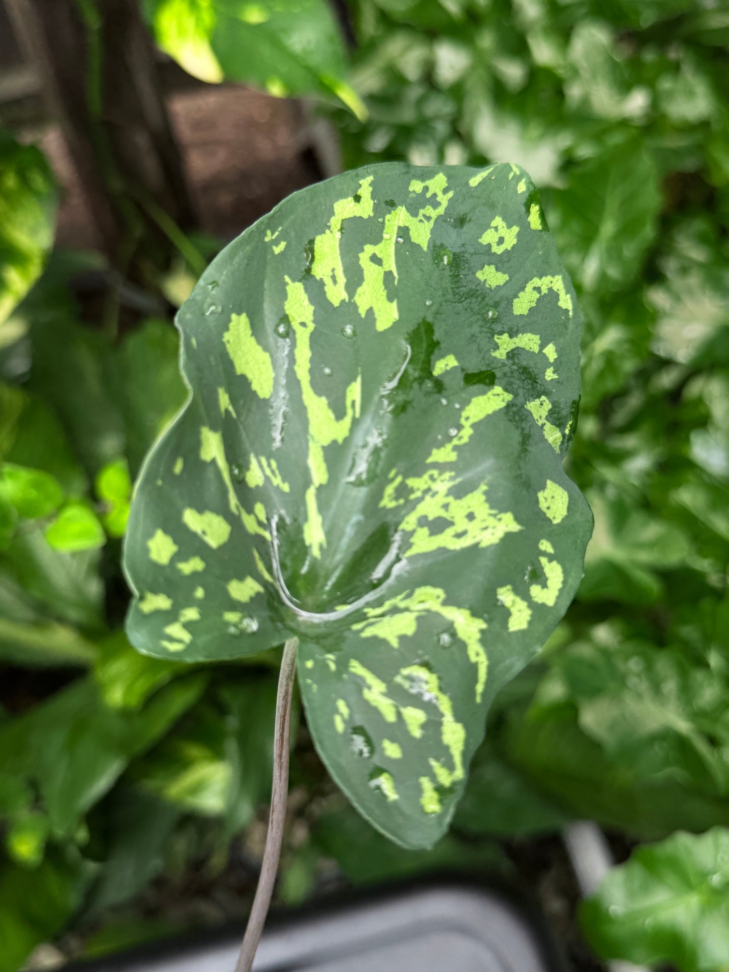 Caladium 'Hilo Beauty' J76