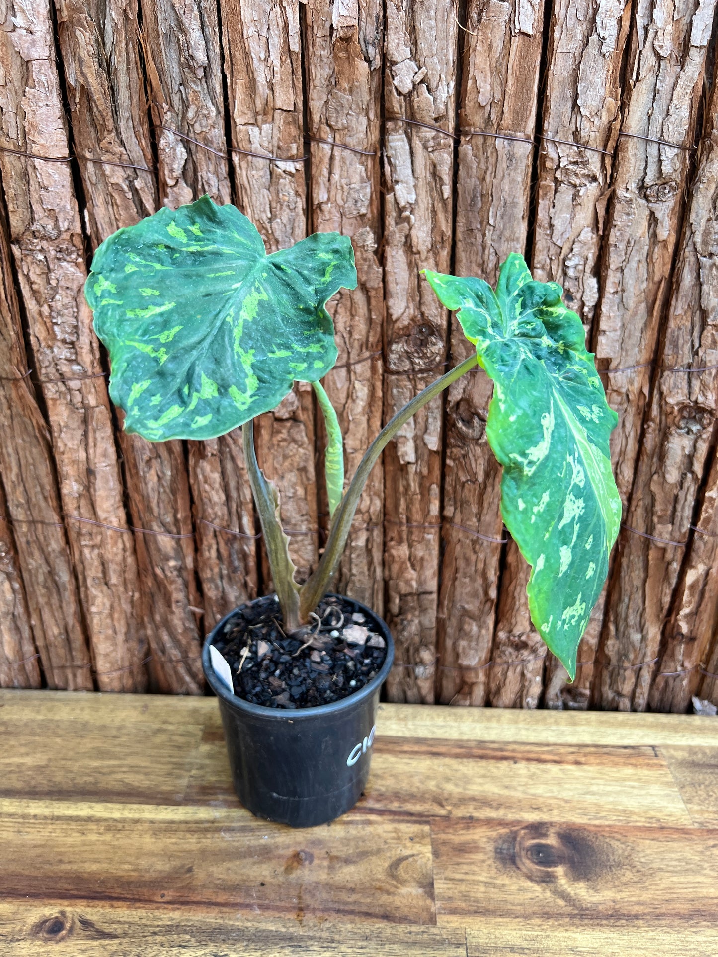 Caladium Hilo Beauty - Ruffle Form C108