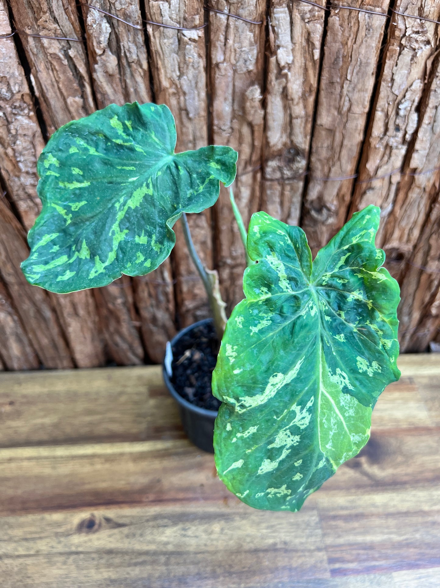 Caladium Hilo Beauty - Ruffle Form C108