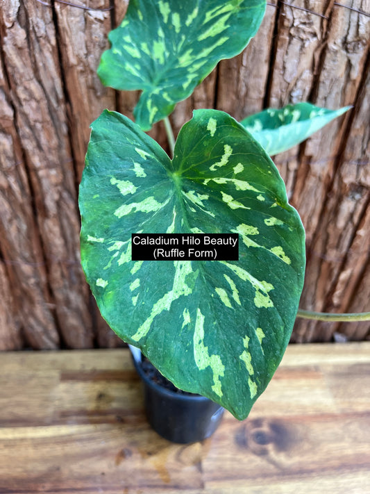 Caladium Hilo Beauty - Ruffle Form C109