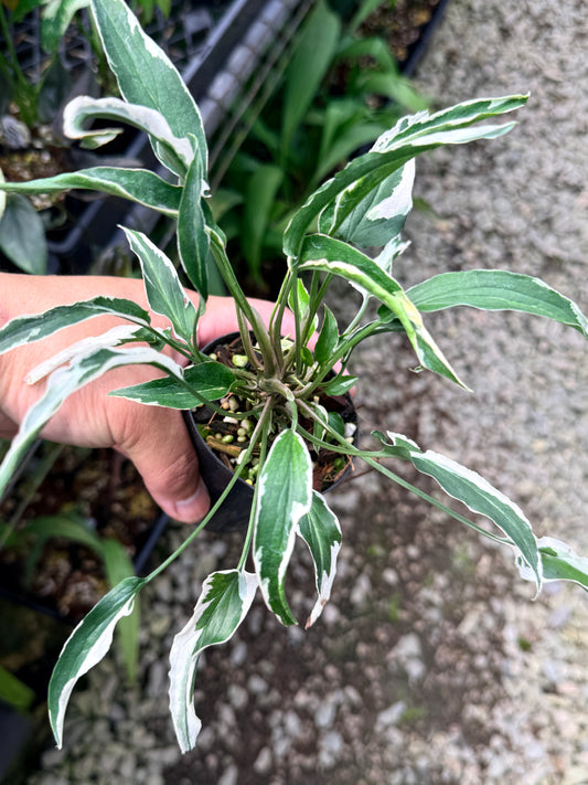 Syngonium 'Ngern Lai Ma' R10