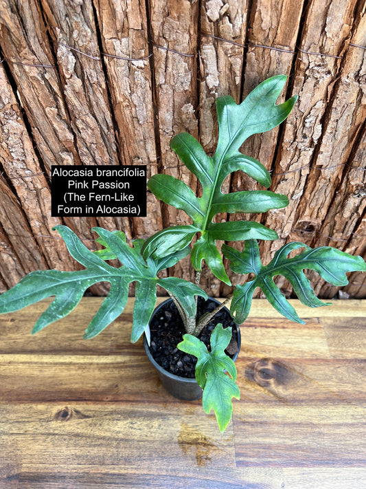 Alocasia brancifolia Pink Passion - The Fern-Like Form of Alocasia C110