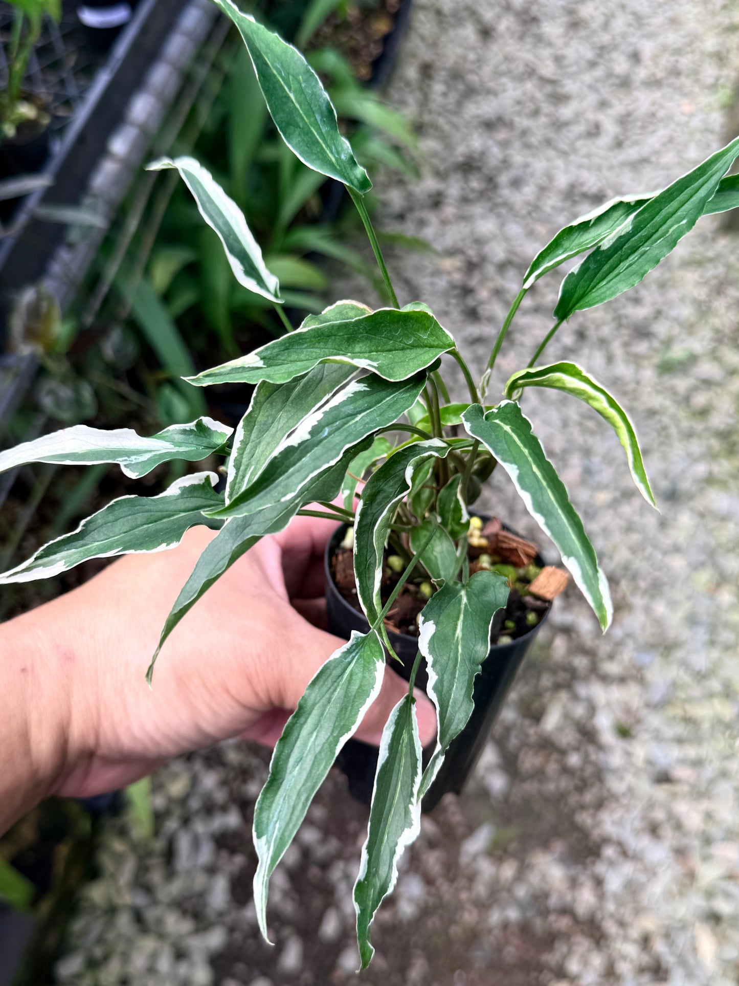 Syngonium 'Ngern Lai Ma' R11