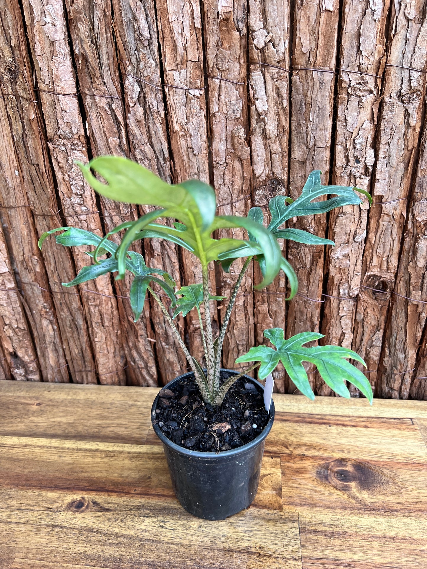 Alocasia brancifolia Pink Passion - The Fern-Like Form of Alocasia C110