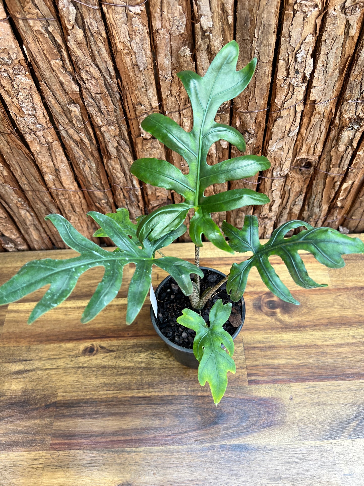 Alocasia brancifolia Pink Passion - The Fern-Like Form of Alocasia C110