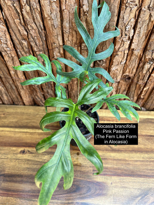 Alocasia brancifolia Pink Passion - The Fern-Like Form of Alocasia C111