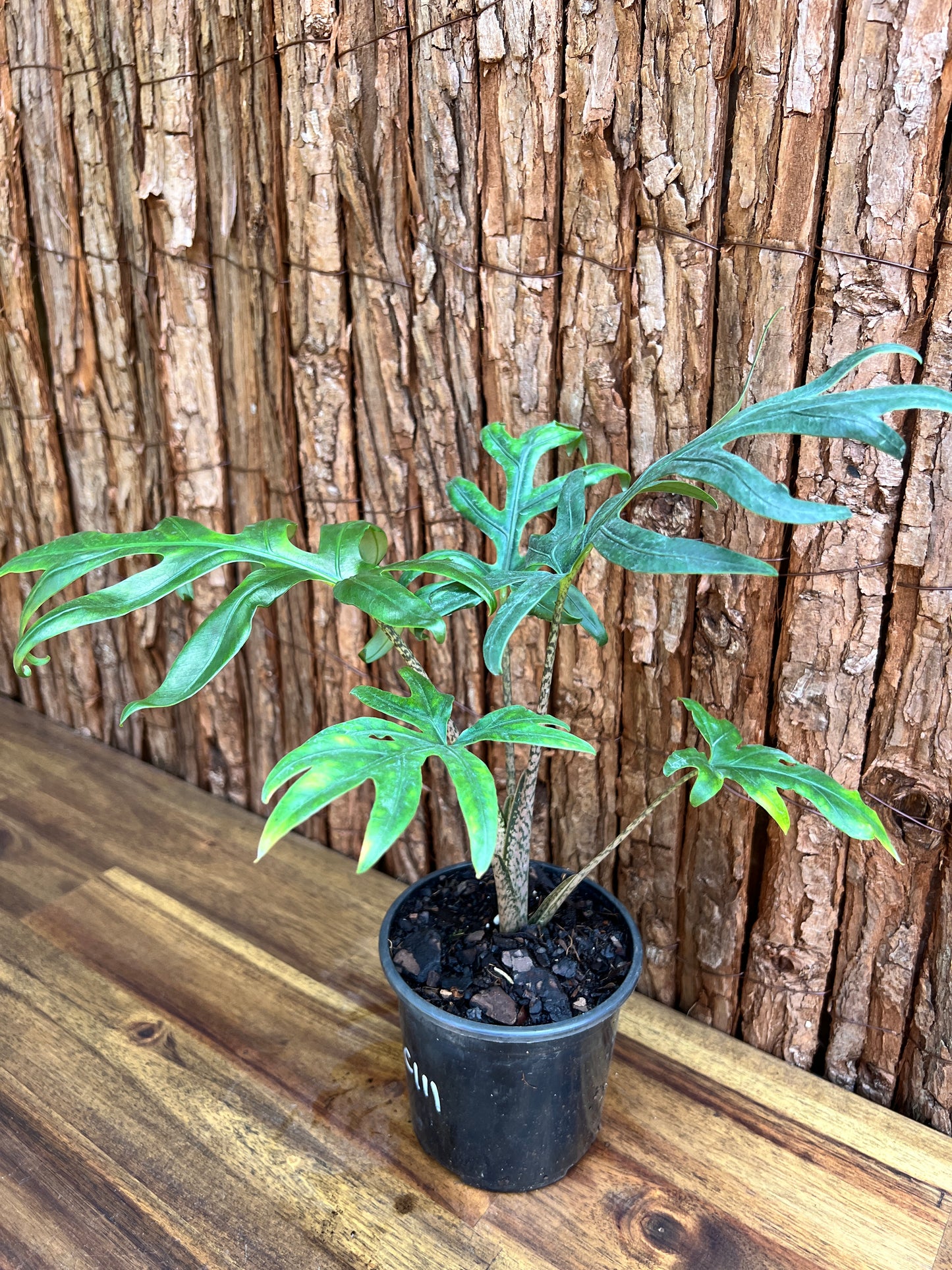 Alocasia brancifolia Pink Passion - The Fern-Like Form of Alocasia C111