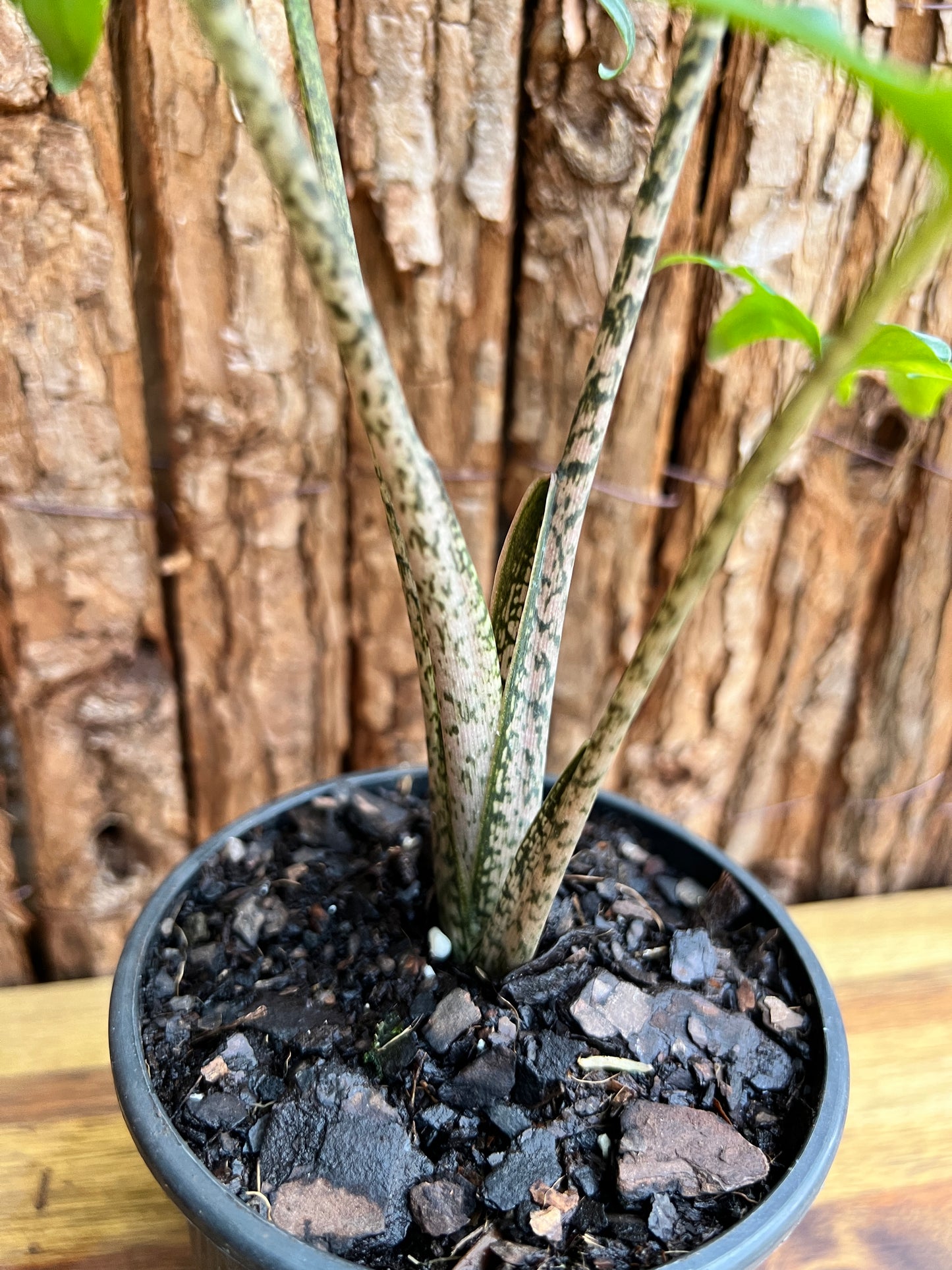 Alocasia brancifolia Pink Passion - The Fern-Like Form of Alocasia C111