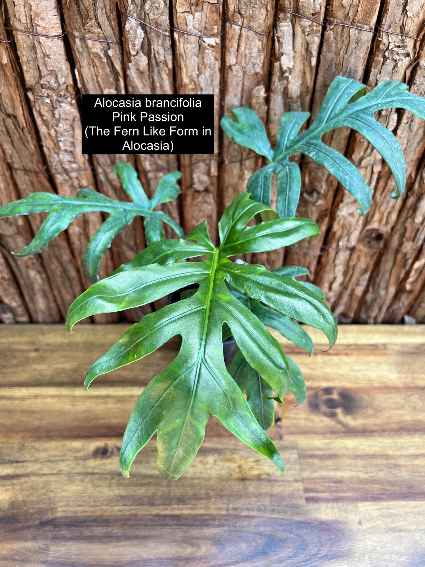 Alocasia brancifolia Pink Passion - The Fern-Like Form of Alocasia C112