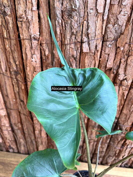 Alocasia Stingray C113