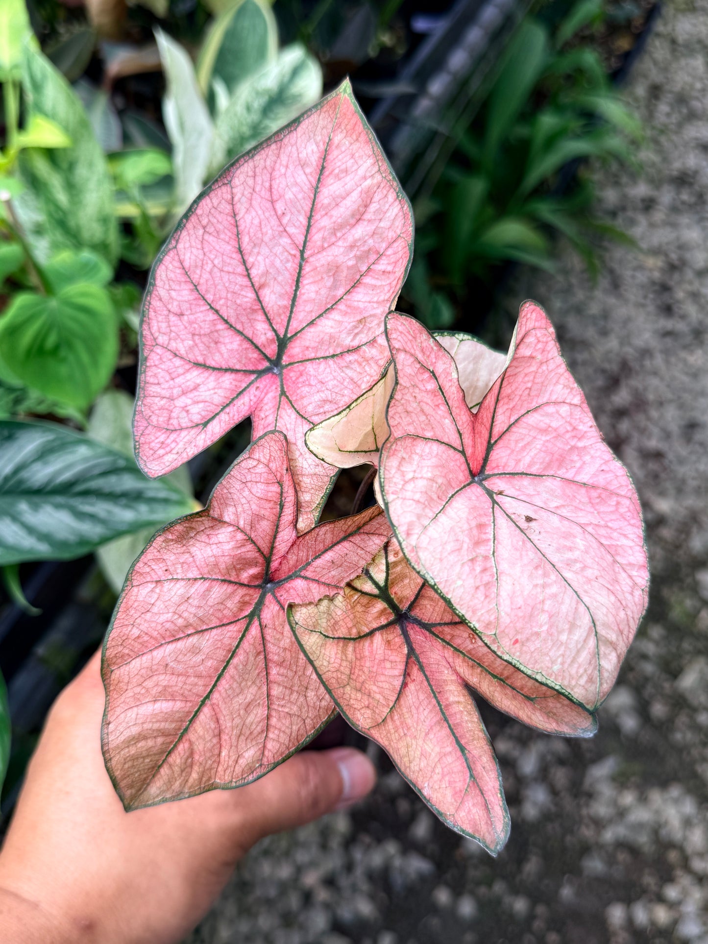 Caladium Hybrid R19