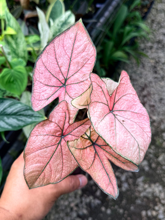 Caladium Hybrid R19