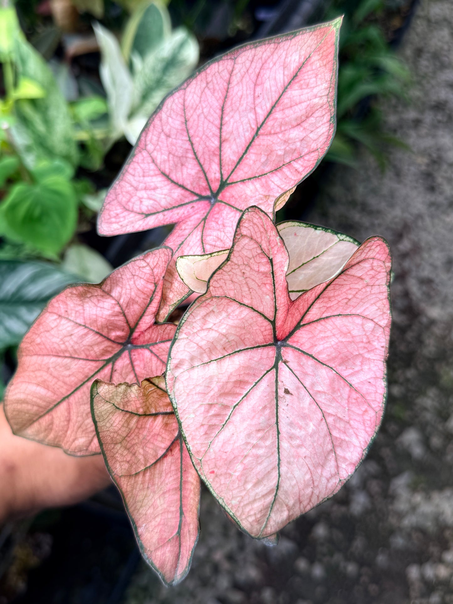 Caladium Hybrid R19