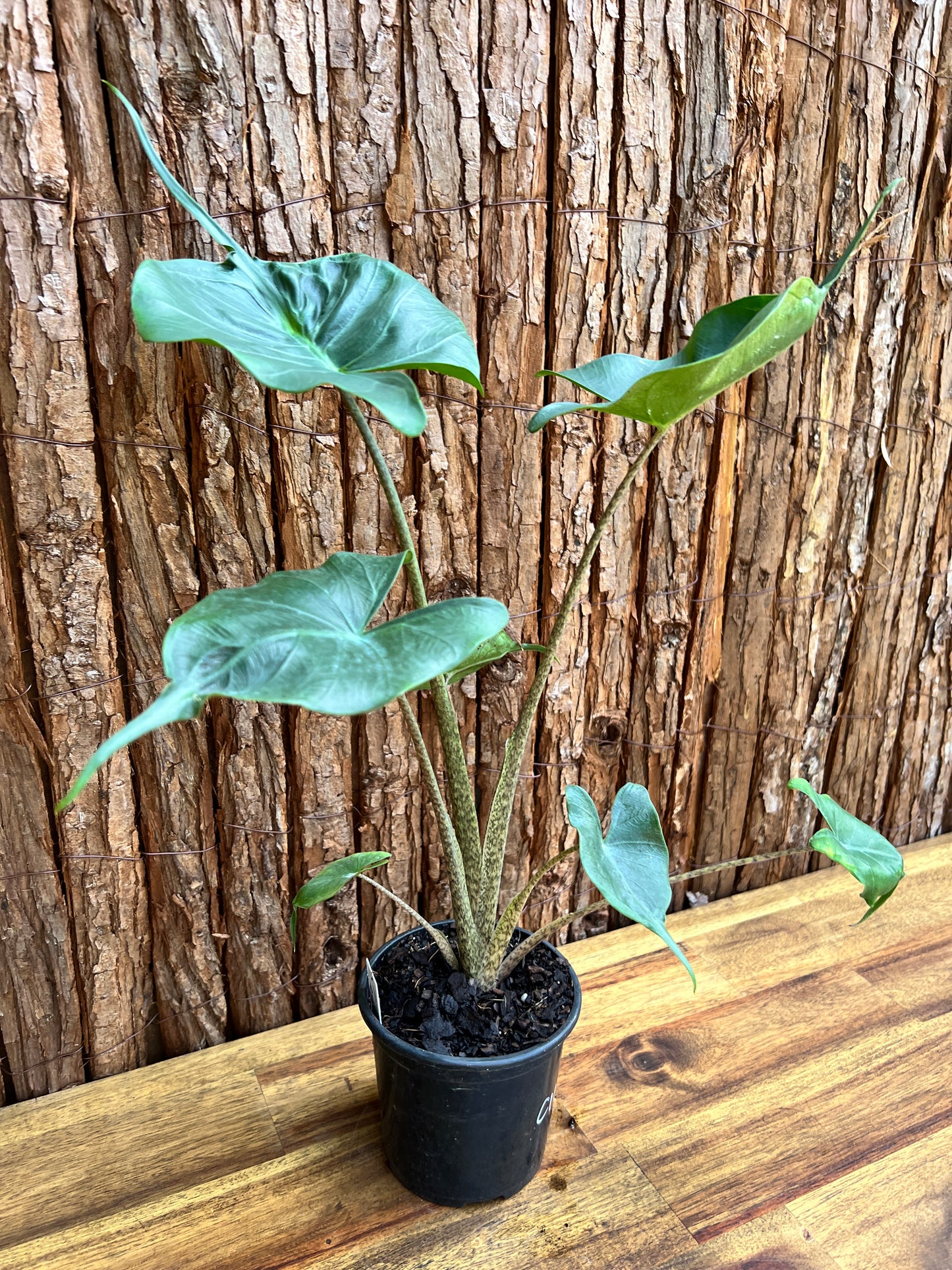 Alocasia Stingray C113