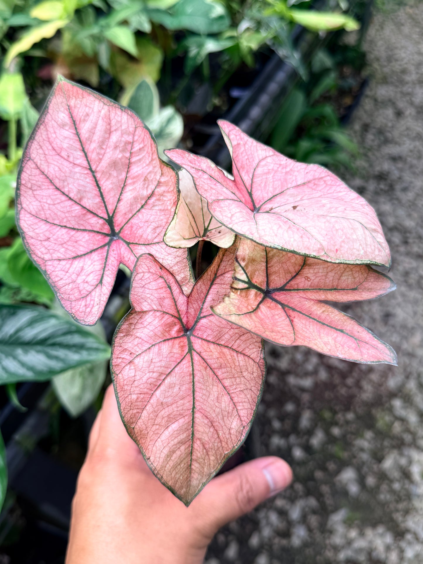 Caladium Hybrid R19