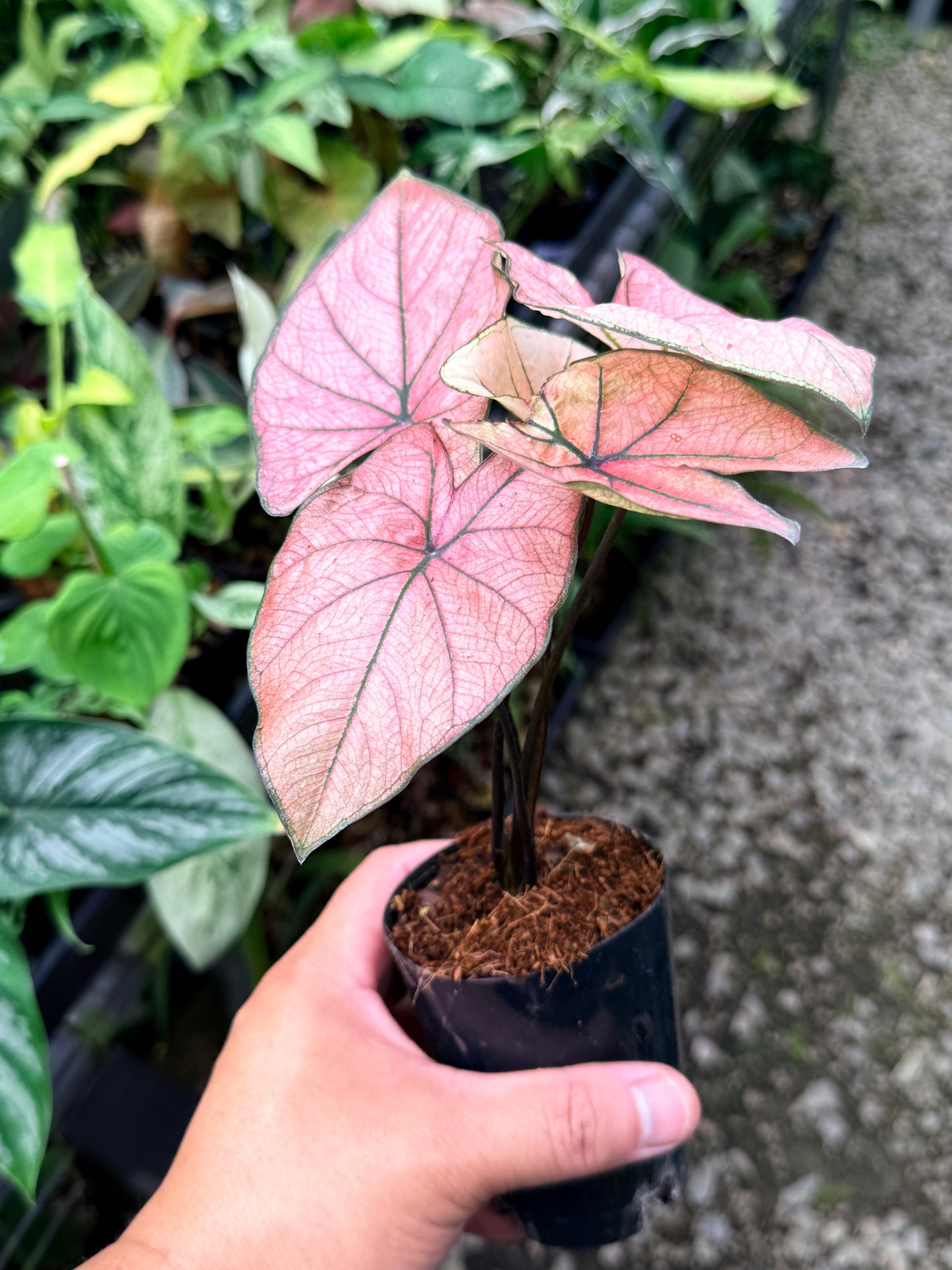 Caladium Hybrid R19