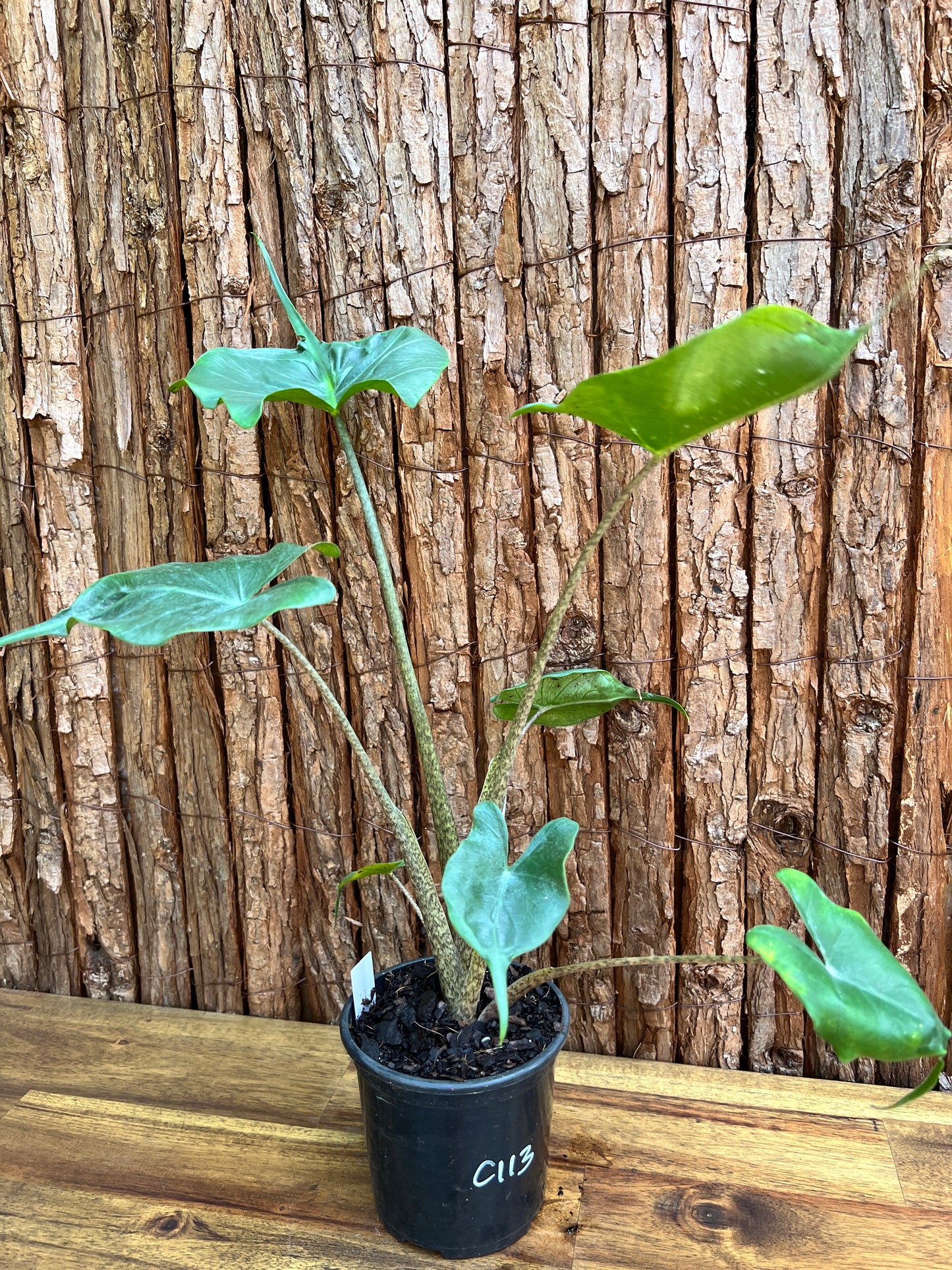 Alocasia Stingray C113