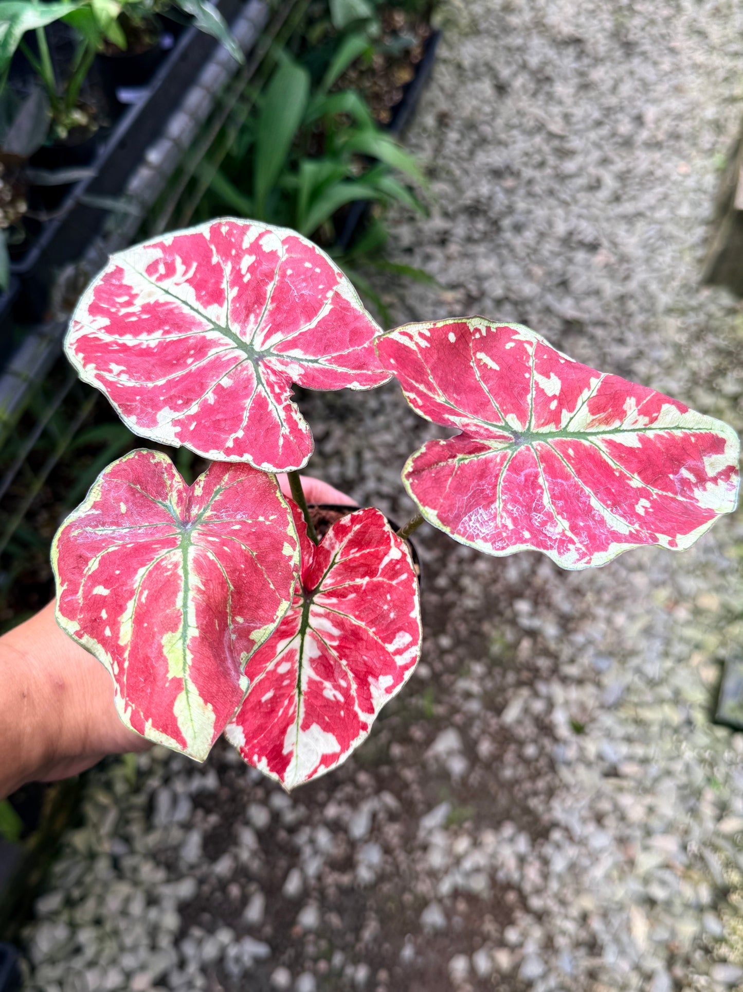 Caladium 'Fire of Phoenix' R15