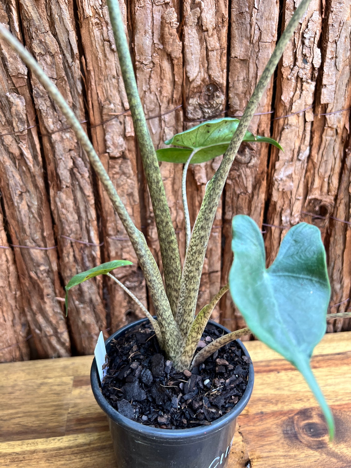 Alocasia Stingray C113