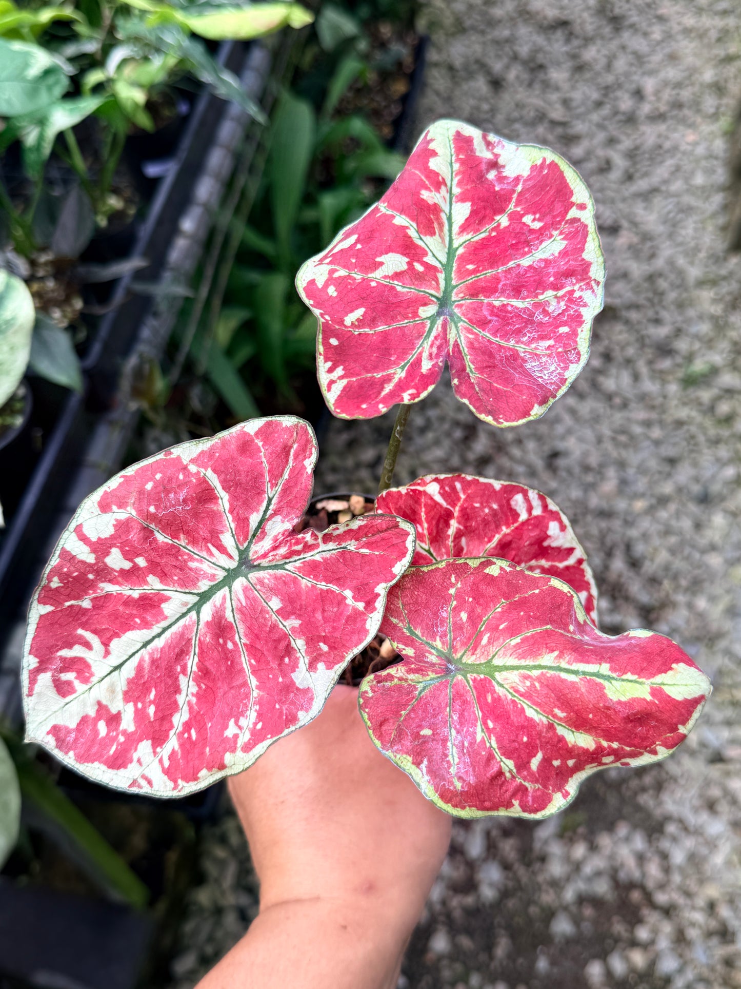 Caladium 'Fire of Phoenix' R15