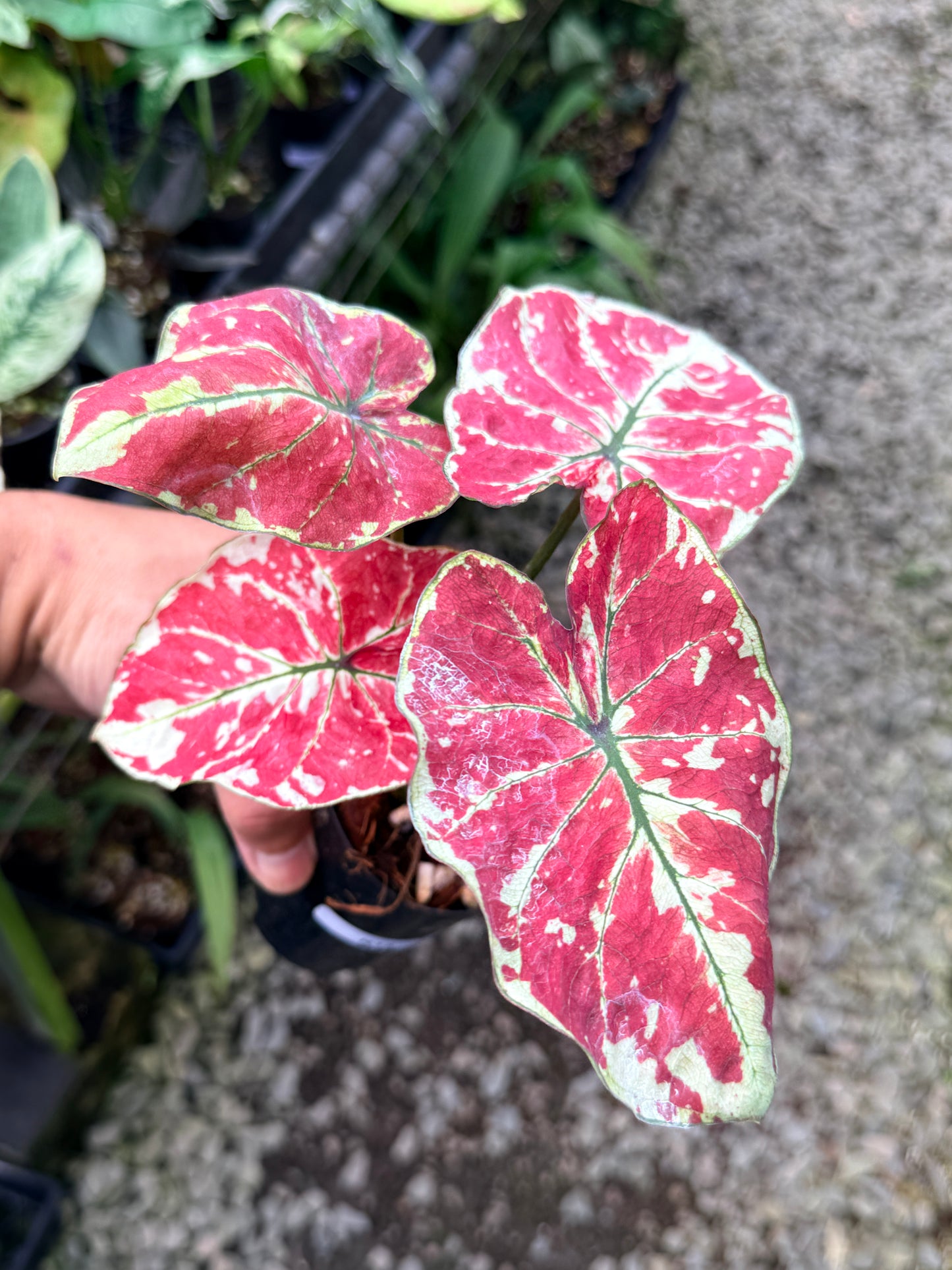 Caladium 'Fire of Phoenix' R15