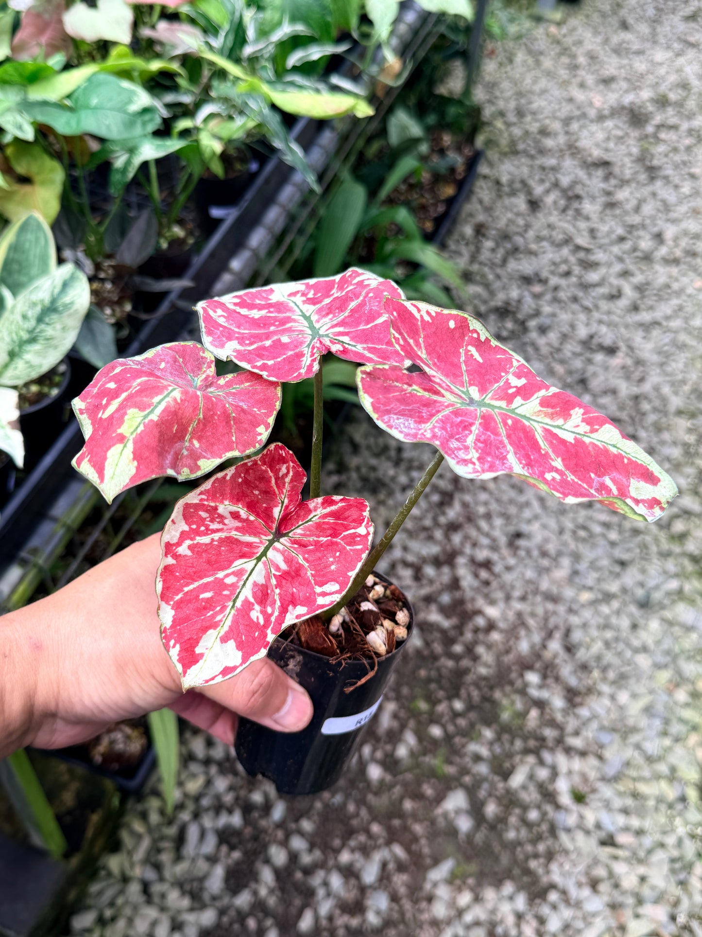 Caladium 'Fire of Phoenix' R15